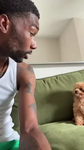 MJ mad I don’t want to fight with him 😂 #fyp #foryou #toypoodle #WheresMJ #JustcallMario 