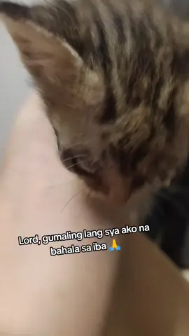 #helpingcats #catdistributionsystem #catlove #rescuecat  🙏🙏🙏