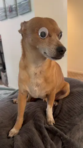 Papi’s looking fly with his googley eye! #foryoupage #chihuahua #lovedogs #oneeyedog #eyepatch 