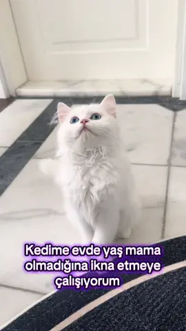 Yok dedim yoğğğ😅#keşfet #keşfetteyizzz #mügeanlıtatlısert #kedi 