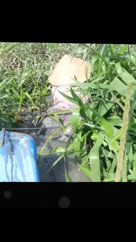 Gái xinh bắt cá mỗi ngày