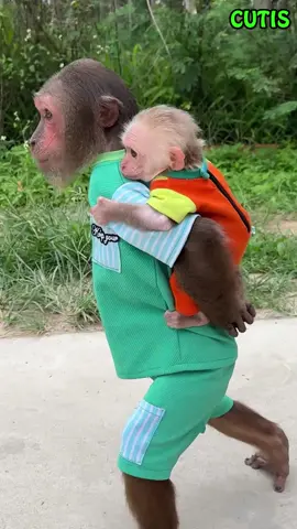 Mom is busy looking after the baby, and Cutis has to look after his younger brother #babymonkeys #loveanimals#familymonkey #cutemonkey 