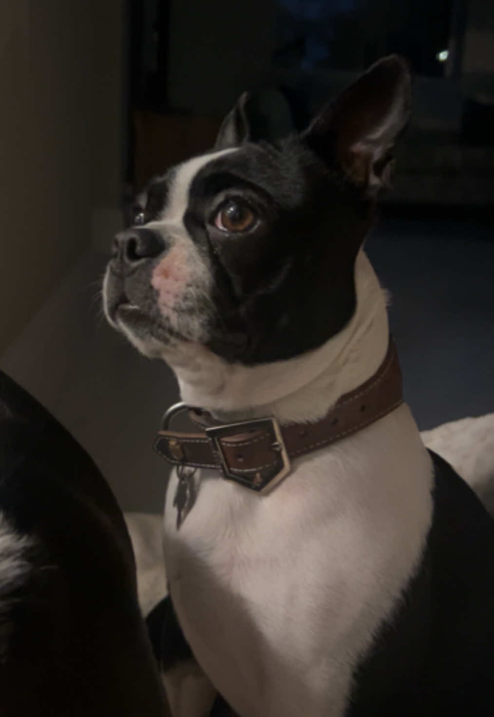 #fyp #dogs #boston 