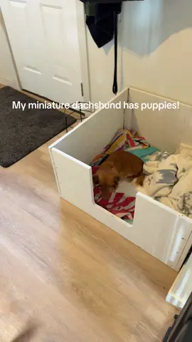 This experience has been so emotional and exciting 🥹 thanks for being here! Stay tuned for puppy updates 🫶🏻  #minituredachshund #puppies #dappledachshund #forevergrateful #puppylove 