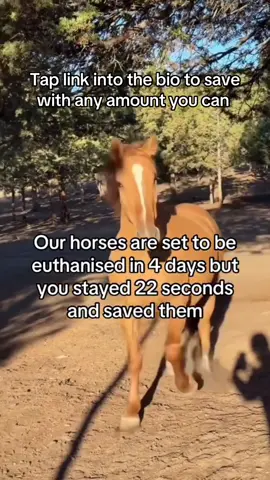 Donate any amount to save them via the link into the bio #HorseRescue #sanctuary #horselovers❤️🐎❤️ #horserescue #horselove 