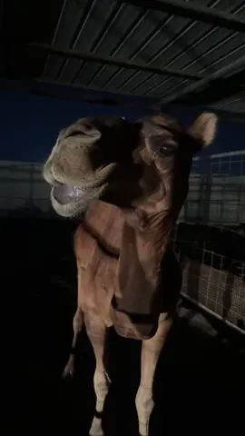 ما شاء الله تبارك الله 