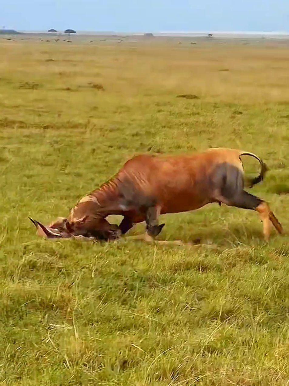 When Wild 🐂 attacks #animalworld #wildlife #nature #attack #foryoupage 
