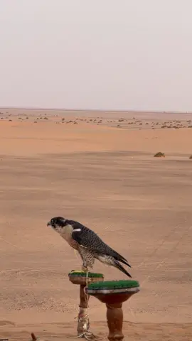 والنفس مثل الخيل تبغي اعسافي #الافلاج #اكسبلورexplore #الخرج #Ř 