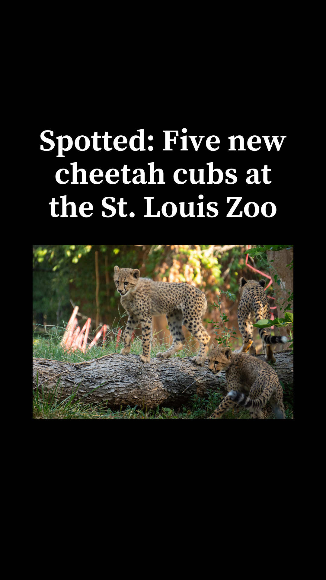 Did you know that the St. Louis Zoo houses a Cheetah Breeding Center? 🐆 St. Louis Zoo River’s Edge Cheetah Breeding Center welcomed a litter of five cheetah cubs that are now making their public debut. Asha, Bozzie, Chirpa, Milani and Wickett–named after the Ewoks of Endor–are the first successful cheetah births at the Zoo in more than seven years.  The cubs were born on May 5th to first-time parents Cora, age 4, and Vader, age 8.  Over 60 cubs have been born at the Zoo’s Cheetah Breeding Center ever since it first began its reproductive research and breeding in 1974.  Julie Hartell-DeNardo, the Zoo’s Kevin Beckmann Curator of Carnivores, says the cheetah species faces a high risk of extinction. “There’s probably about 7,000 left…their population number has dropped quite dramatically in the last 50 years,” Hartell-DeNardo said. “So, a lot of the conservation work that we do with our partners is important for the species to continue to be around for a very long time.” “We only make breeding pairs when we are recommended to do so based on the genetics and the need of the population… It’s really important for us to have these animals here, to take great care of them and make sure that they’re healthy and well cared for. But [that] they’re also very good representatives for their species in the wild, and the efforts that we put towards making sure that this species is also found in the wild places for a long time.” If residents would like to visit “Cora’s Quints,” the cheetahs frequently have access to their public habitat between 9 and 10 a.m. But, the Zoo says there are no guaranteed times when the cubs will be visible.  📸: Dan Ritter, St. Louis Zoo  📹: Paola Rodriguez and Dan Ritter, St. Louis Zoo #stlouismo #stlnews #STL #zoo #cheetah 