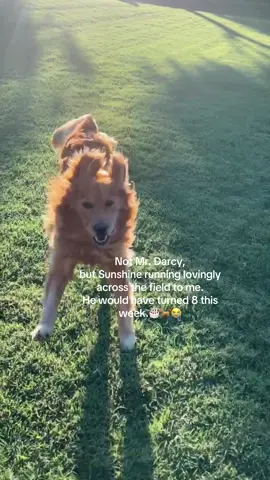 🐕🔆✨✨✨✨✨✨✨✨✨ It devastated me that you had to leave me, but you forever made sure I knew I am loved and adored ♥️♥️♥️♥️♥️♥️♥️♥️♥️♥️ and you showed me that the right man would do ANYthing for me, including walk 12 miles a day, snow or shine, cold, or heat, just because it fulfilled me.✨💛✨ Sunshine, you are forever the standard of love for my life! Your enthusiasm for me still melts my heart to this day.💛🧡❣️🥹