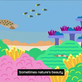 Scott Reef and its surrounding waters are home to more than 2,000 species – including reef-building corals and fish, endangered turtles and sea snakes, and migratory whales, like the endangered pygmy blue whale. Woodside and its partners want to drill gas wells and dump carbon pollution near this world-class, fragile coral ecosystem. What can you do? 📞 Our friends at Go Beyond Gas are having an online hour-of-power Save Scott Reef Call Party next Tuesday at 12pm (AWST) / 2pm (AEST). No experience needed, they’ll provide a simple guide to call your MP, Senators, Prime Minister or Environment Minister’s office and leave them a message urging them to save Scott Reef. https://www.gobeyondgas.com.au/hour_of_power_save_scott_reef_call_party_12 ✍️ Take two minutes to email to the Federal and WA Energy Ministers, calling for them to reject the proposal. https://www.marineconservation.org.au/actions/woodside-drilling-gas-scott-reef/ ^Head to the Linktree in our bio to help Save Scott Reef 🔗 #savescottreef #scottreef #coral #reef #marineconservation #ocean #australia #auspol