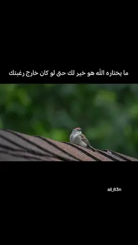 #مشاهدات #شورحاتي 