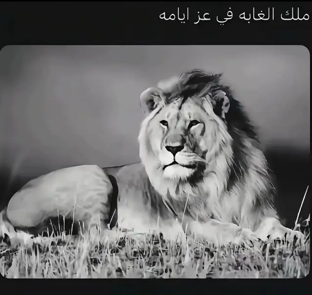 #edit #fyp #explor #SA_29😮‍💨 #الهلال الفديو المثبت ضروري❤️❤️❤️❤️