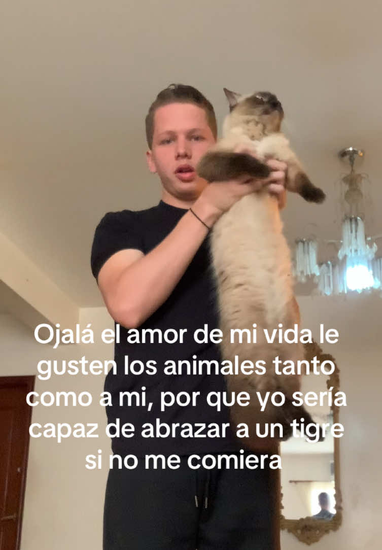 Animalcoholic 🤎 #fyp #gato #trend 