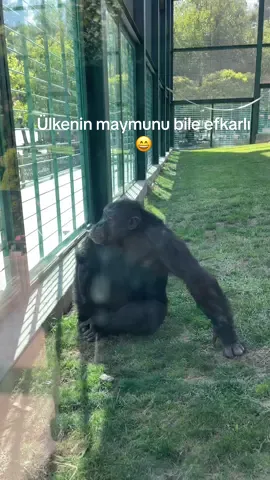 #hayvanatbahcesi #maymun#goril#fyp #keşfetteyizzz 