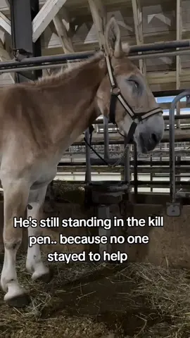 He is standing alone in the kill pen… waiting for a trailer that will take him to slaughter, simply because no one stayed to help. 💔 They know when they’ve been abandoned. They know when love has been taken away. But they also know when someone chooses them...  when a hand reaches out, when a heart says “you matter.” Right now, he is waiting for that someone. Waiting for a trailer that doesn’t mean the end, but the beginning.  Will you be the reason his story changes?#horselovers #fyp #animallover #inspirewithlove 