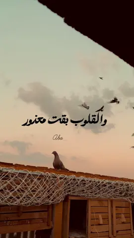 كبرنا واتحطينا 🚶🏻🕊️❤️#بحر #اكسبلورexplore #exploremore #viral_video_tiktok #استوريهات 