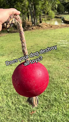 Does your dog destroy all their toys? Mine did too, till I found the Jolly Ball. Try it for your pet! Link posted #dog #toy 