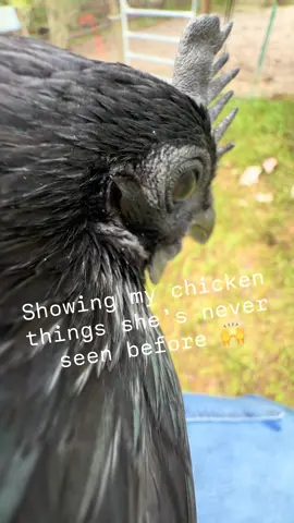 Is she shook? #chickensoftiktok #pets #funny #PetsOfTikTok 