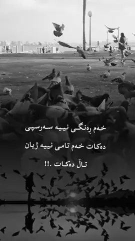 #CapCut #🥺🥺🥺💔💔💔💔💔💔🥀🥀🥀🥀 #🤍🤍🤍🤍🤍🩵🩵🩵🩵