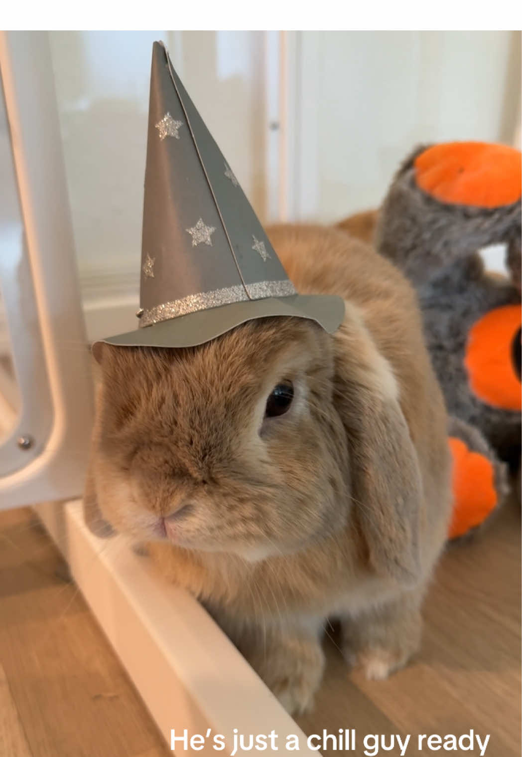 Contrary to his last video, he really is just a chill guy 😌🧙🏽‍♀️🐰🪄 #hollandlop #bunny #pet #rabbit #fyp