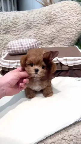 Teacup Red Brown Maltipoo 