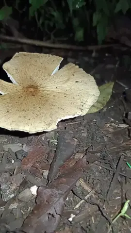 Termitomyces mushroom #nature #fungi #nature 