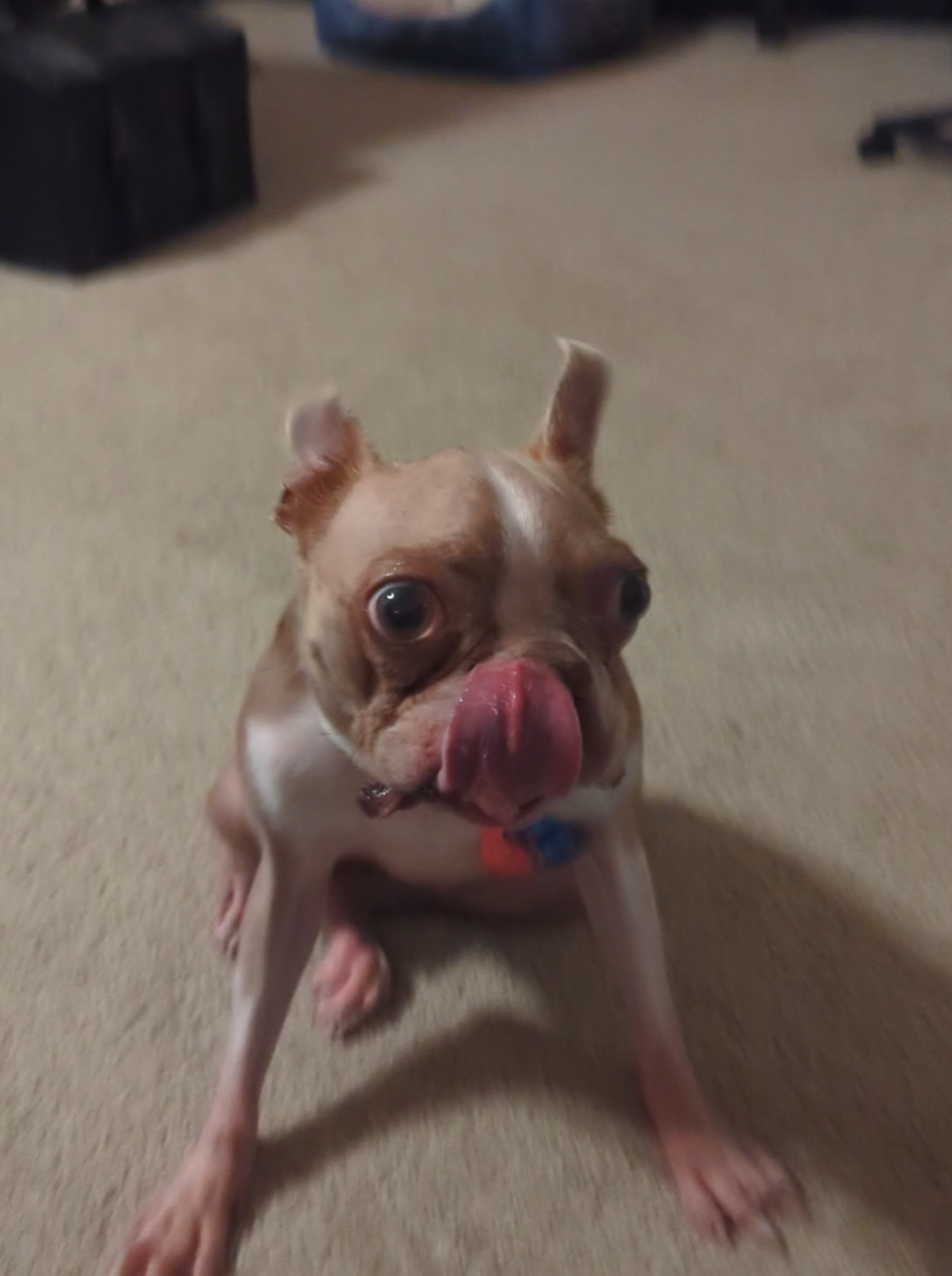 It's that time of the week again! Business Bug Friday! 📈 Zero shares his thoughts on current growth patterns, savings, and Eats Dis Bug! 🐛🐜🪲 All solid advice, in my opinion! #eatdisbug #bugtime #specialneedsdog #bostonterrier 