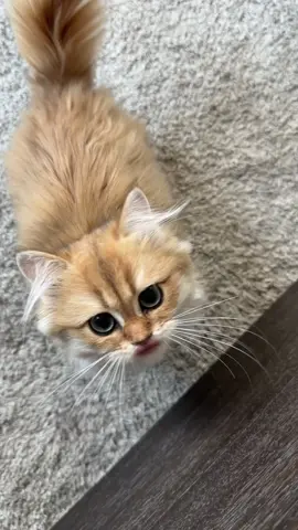 Revealing my new kitten's meow @CheddarBears 
