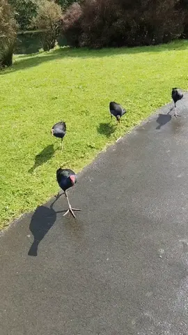 They're after me  #pukeko #swamphen #bird #birds #damn #damnation #freaky #foot #guys #freakyfootguy #fyp #viral  #foryoupage#foryou #newzealand #wildlife #birdlady  #pigeon