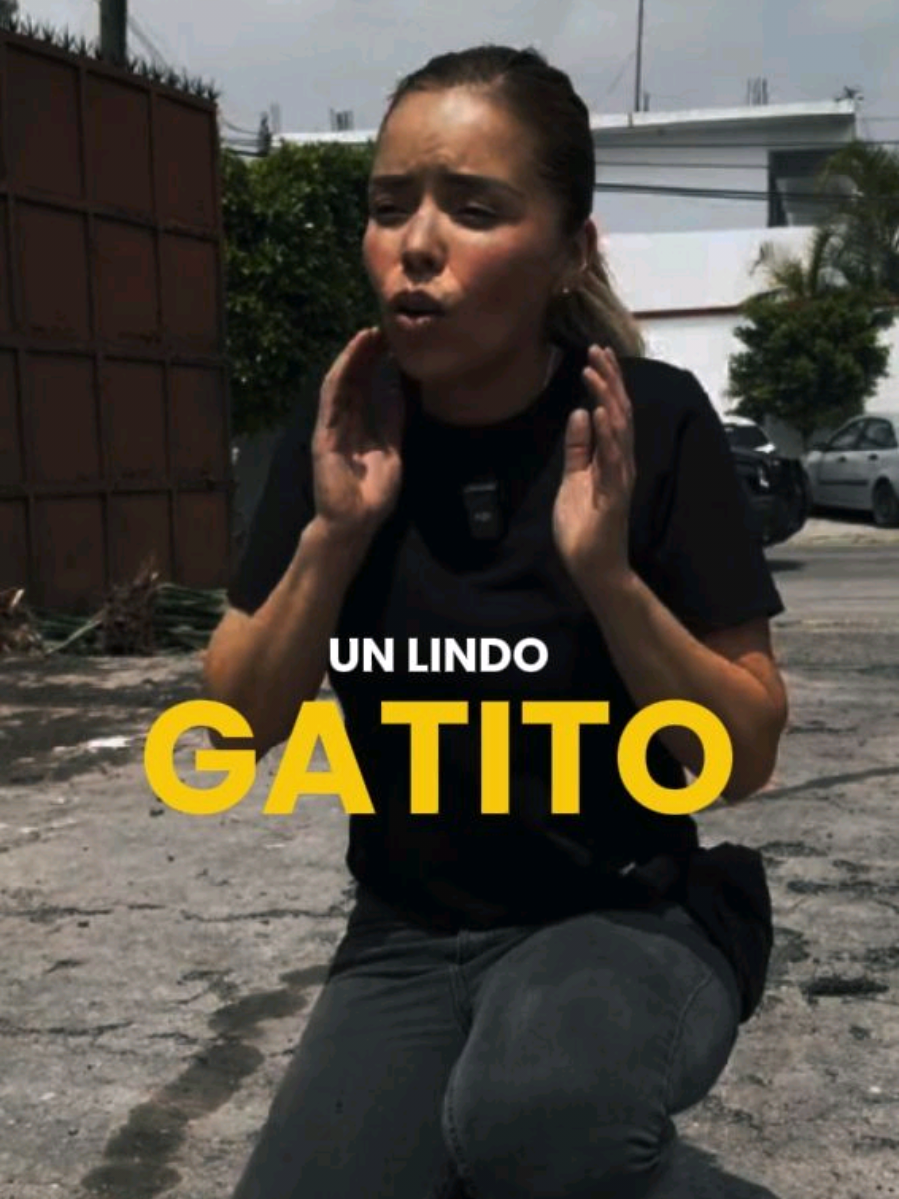 Gatito bonito y tierno🥹