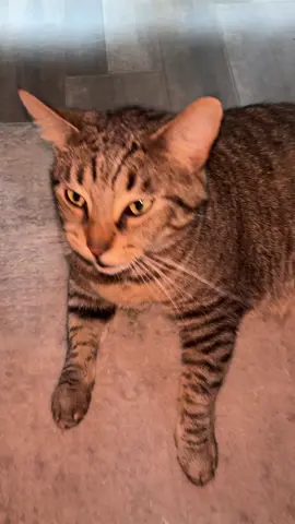 this was the 5th take #cats #cat #catsoftiktok #fyp  