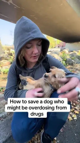 #homeless #dog #harmreduction 