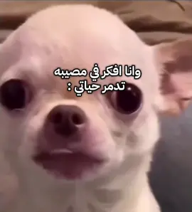 #viral #اكسبلور #foryou #fyp 