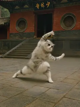 少林寺修行編1_本場の少林寺で授業して来ました(笑)#少林寺拳法 #kunfu #cat #movie #acsion 