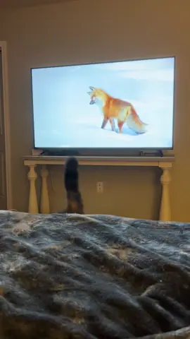 Watching tv with Oscar is the best! I love how curious cats are! 😸 #catsoftiktok #mainecoon #cats #catmom #catlover 