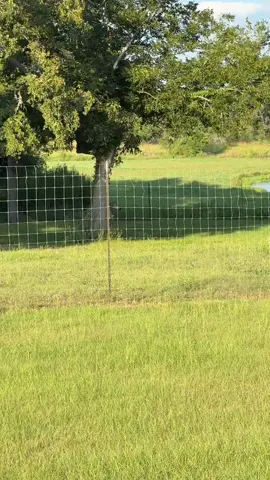 I was just trying to take a majestic video of this Zebra and this happened. I couldn’t believe it. #fyp #viral #funny #foryoupage #funnyvideo 