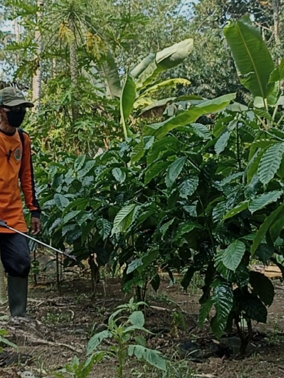 KOPI ROBUSTA YANG MASIH DI UPAYAKAN DAN DALAM PERAWATAN#fyppppppppppppppppppppppp #petaniindonesia🇮🇩🇮🇩🇮🇩🌿🌿 #robustalampung #petanimuda #pestisida 