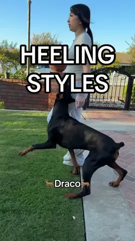 My dogs and their ✨heeling✨ styles which one is your favorite?! #doberman #DogTraining #malinois 