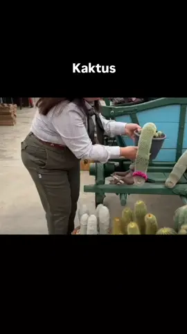 cactus #kaktus #unik 