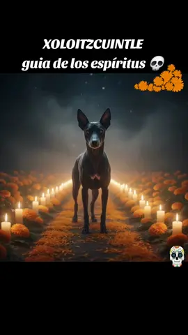 XOLOITZCUINTLE  Guia de los espiritus #Mexico #diademuertos #fyp 