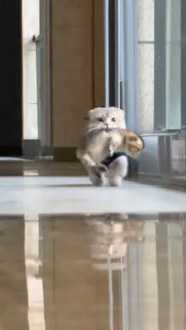 Nhàm nhang nhồ #meo #cat #pet #tiktok #xuhuongtiktok 