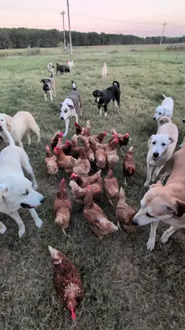 I love my dogs. #homesteading 