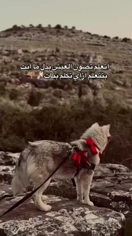 كلها بتخيب👎🏽