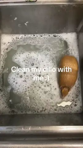 BB8 has crapped himself and rolled in it so please clean him with me #threebandedarmadillo #armadillo #animal #cute #fyp 