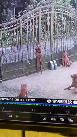 #dog #trending #xuhuong #fyp #pet 