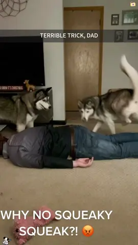 Part114: The star of this performance is an energetic Husky! 😄#funnyhusky #cutehusky #huskysoftiktok #huskytalking #funnyvideos #cutepetshow #funnydogsvideo 