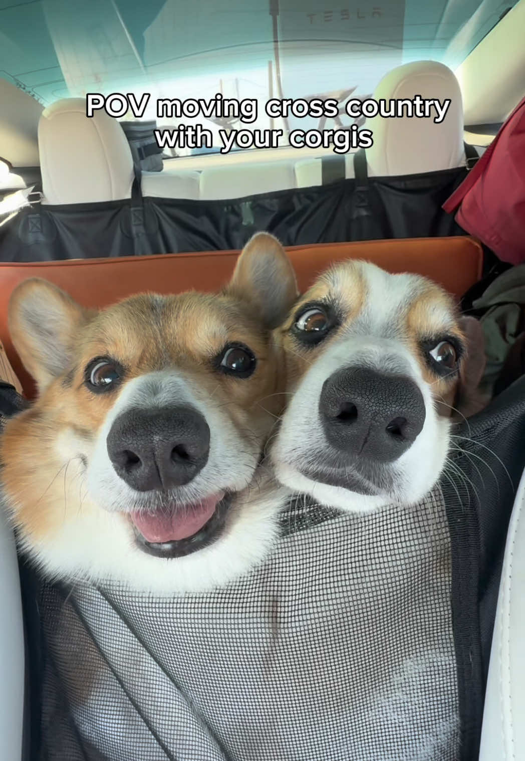 We usually have them wear a harness with seat belt in the car, with space for them to move around but we just weren’t able to during the move because of all our stuff...we drove VERY carefully though, and the boys were troopers - despite acting a lil dramatic and squished sometimes 😂  #movingday #corgis 