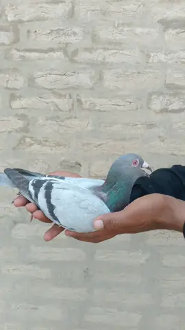 #Sajjadloft🦅🦅☠️😍😍🔥🔥💯💯🕊️👈 
