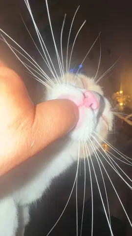 Sleepyhead 🫩  #catsoftiktok #fyp #brainrot #viral #cat 